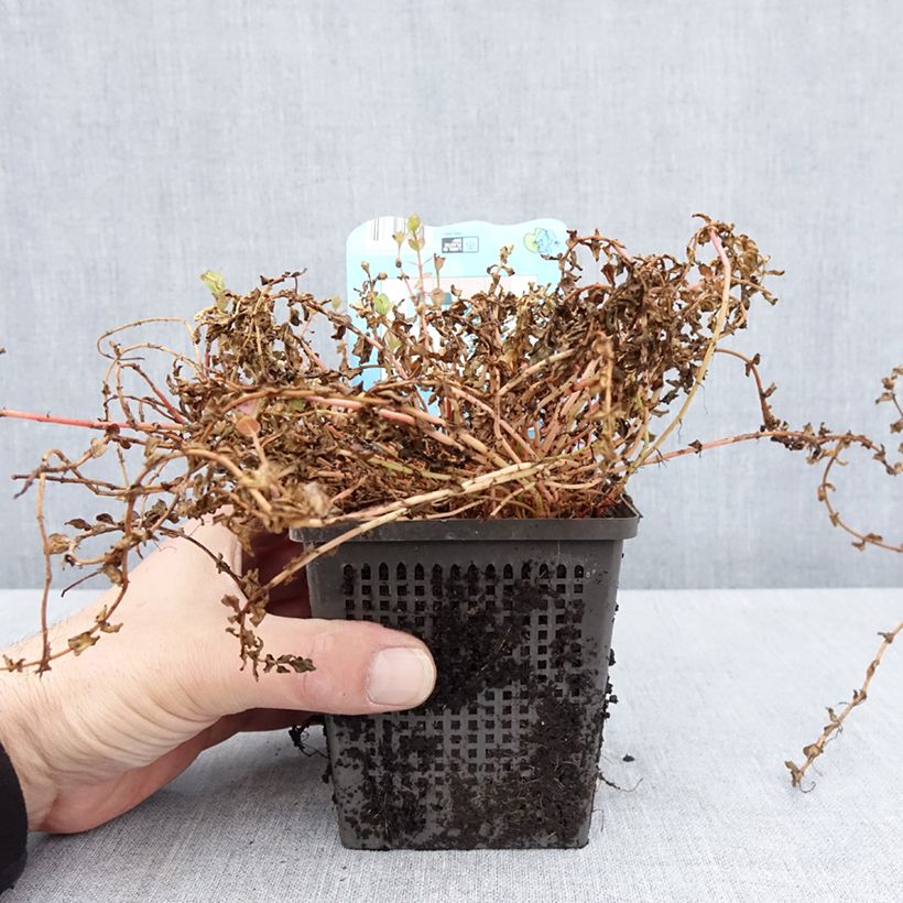 Example of Rotala indica - Rotala des Indes Pot van 1 l/1,5 l as you get in printemps