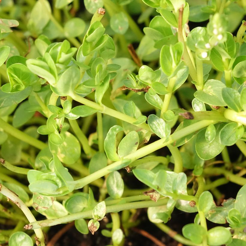 Rotala rotundifolia Green - Rotala rondeblad (Blad)