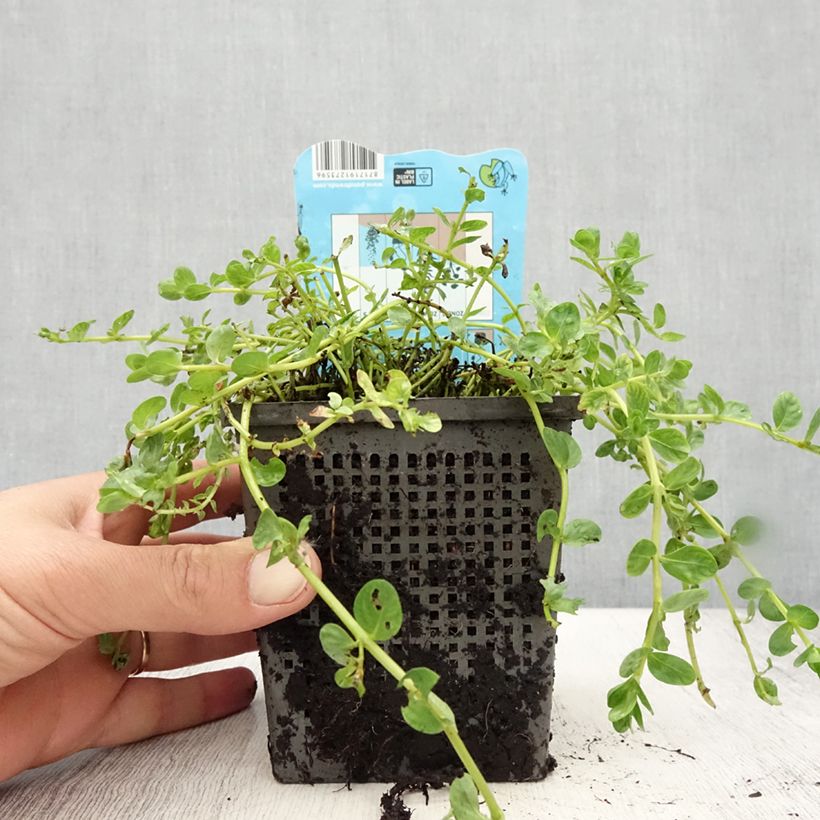 Exemplaar van Rotala rotundifolia Green - Rotala rondeblad Pot van 1 l/1,5 l zoals geleverd in de zomer