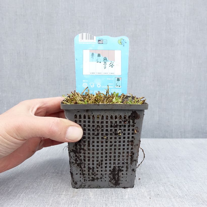 Exemplaar van Rotala rotundifolia Green - Rotala rondeblad Pot van 1 l/1,5 l zoals geleverd in de lente