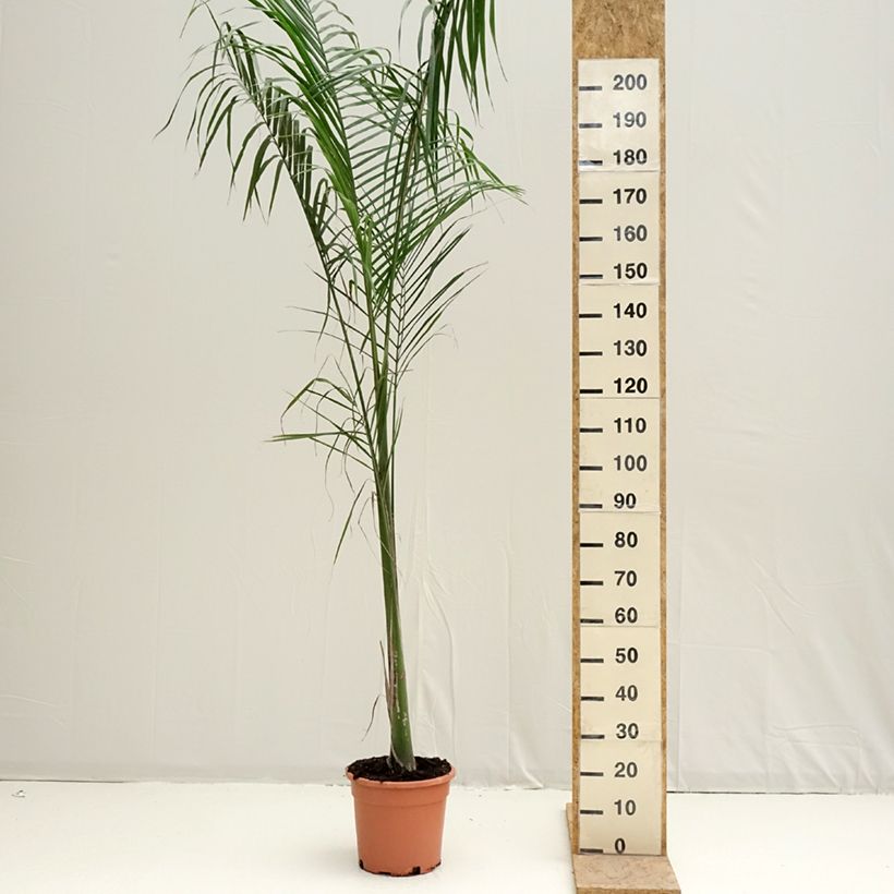 Example of Roystonea regia - Koningspalm Pot van 7,5 l/10 l as you get in printemps