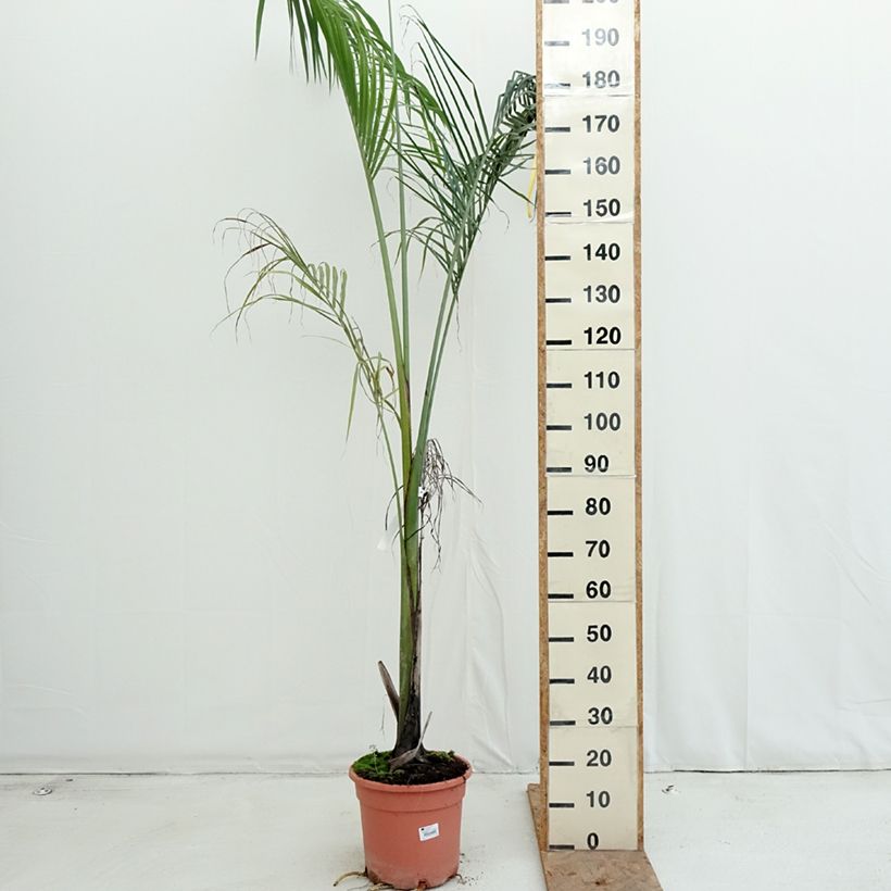 Exemplaar van Roystonea regia - Koningspalm Pot van 7,5 l/10 l zoals geleverd in de herfst