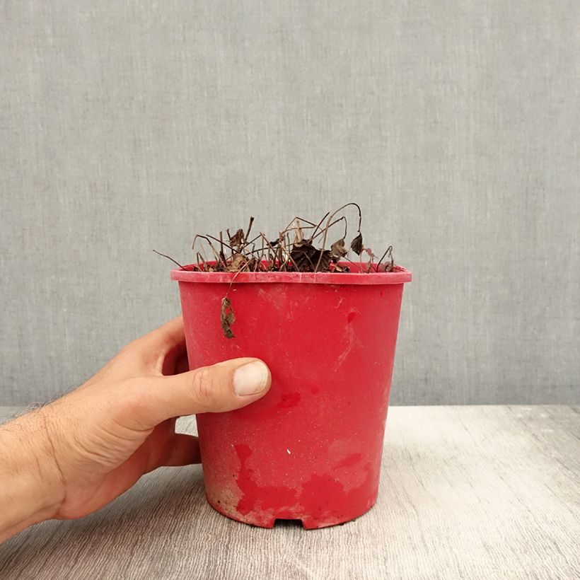 Exemplaar van Rubus arcticus Beata - Poolbraam Pot van 2 l/3 l zoals geleverd in de herfst