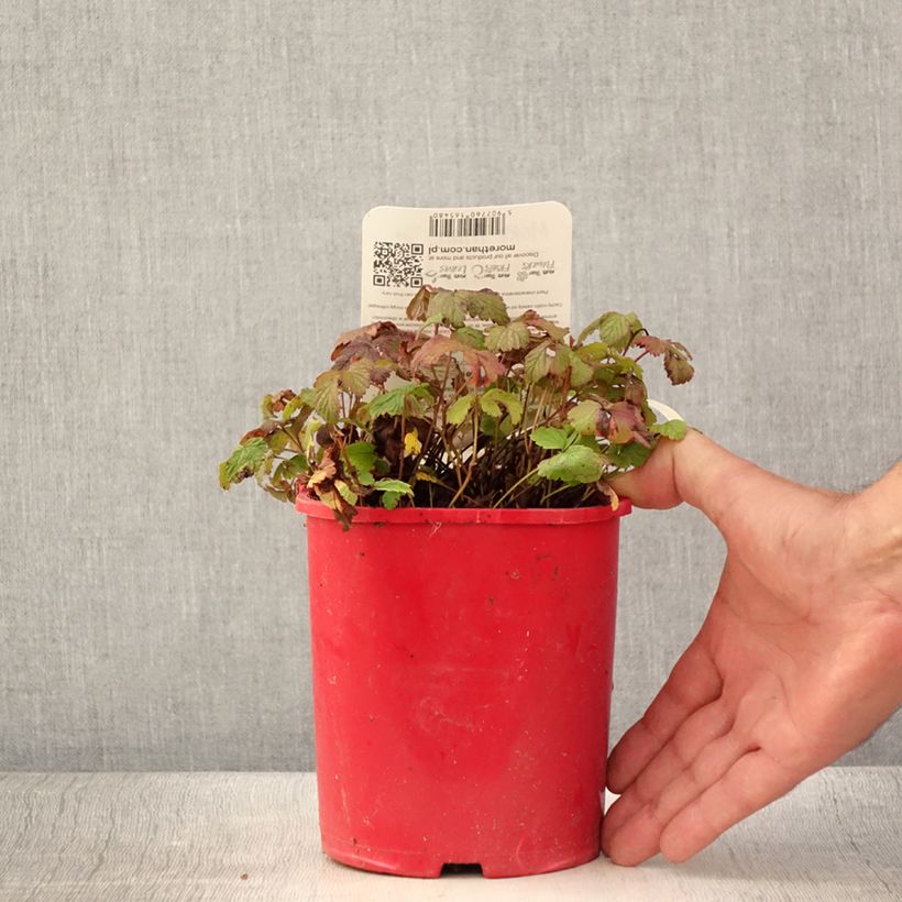 Exemplaar van Rubus arcticus Beata - Poolbraam Pot van 2 l/3 l zoals geleverd in de zomer
