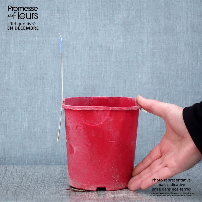 Exemplaar van Rubus illecebrosus - Aardbeiframboos Pot van 2 l/3 l zoals geleverd in de herfst