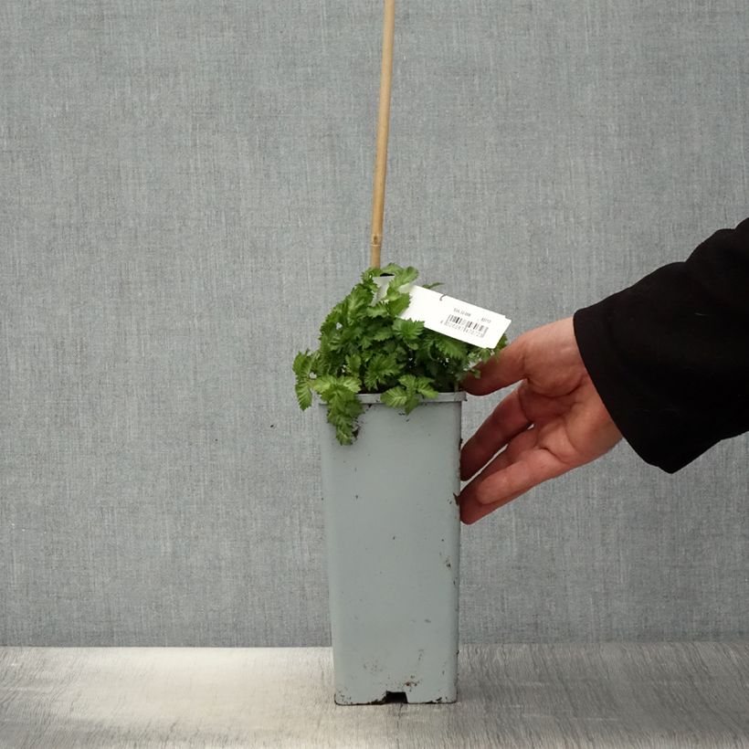 Exemplaar van Rubus illecebrosus - Aardbeiframboos Pot van 2 l/3 l zoals geleverd in de lente