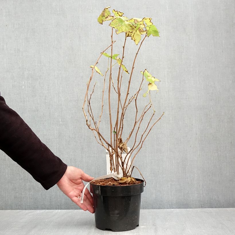 Exemplaar van Rubus odoratus - Roodbloeiende framboos Pot van 3 l/4 l zoals geleverd in de herfst