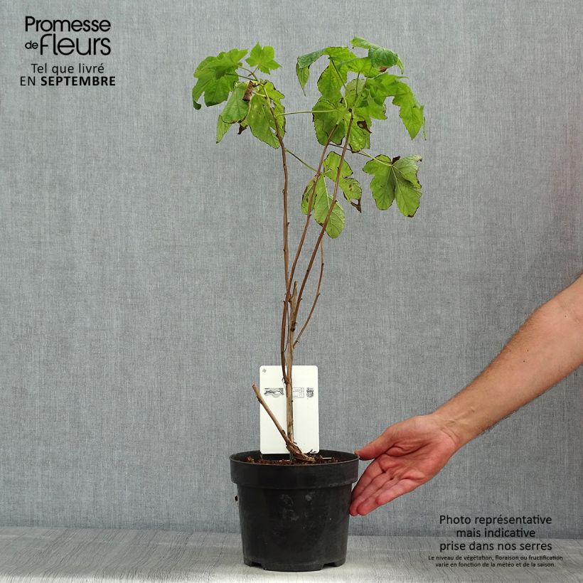 Exemplaar van Rubus odoratus - Roodbloeiende framboos Pot van 3 l/4 l zoals geleverd in de zomer