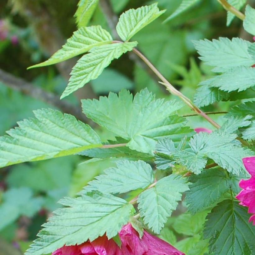 Rubus spectabilis Olympic Double - Prachtframboos (Blad)