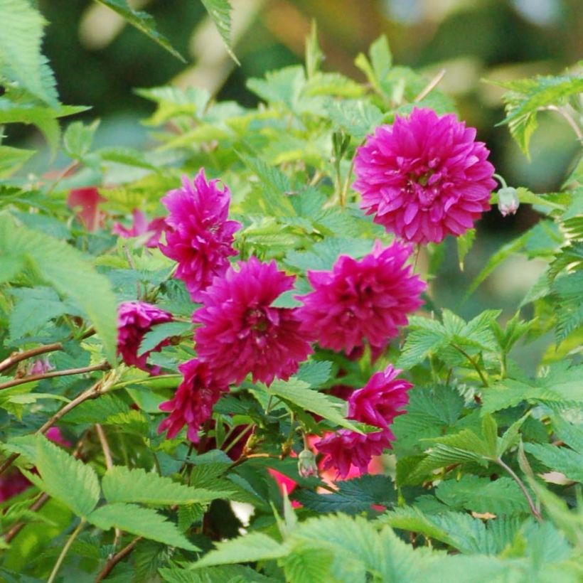 Rubus spectabilis Olympic Double - Prachtframboos (Bloei)