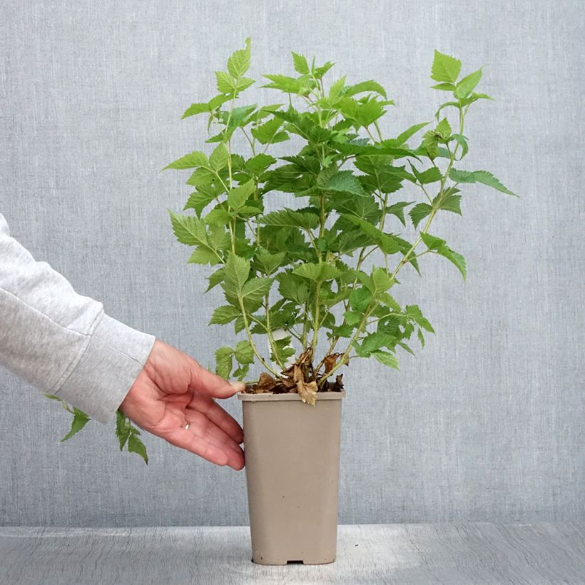 Exemplaar van Prachtframboos Pacific Rose Pot van 1,5 l/2 l, Pol zoals geleverd in de zomer