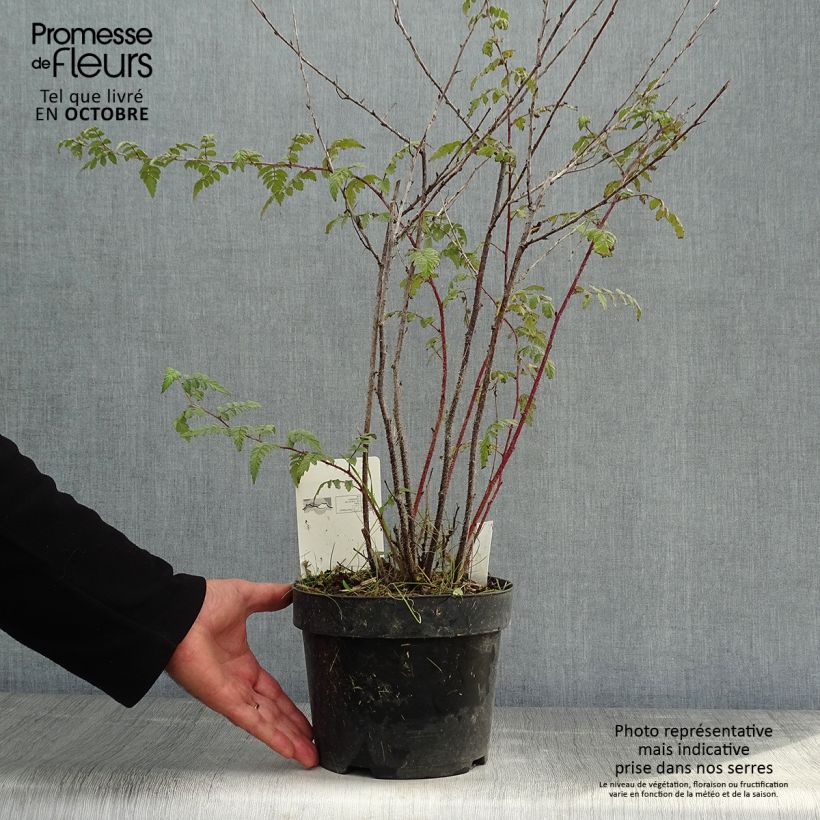 Exemplaar van Rubus thibetanus Silver Fern - Sierbraam Pot van 3 l/4 l zoals geleverd in de herfst