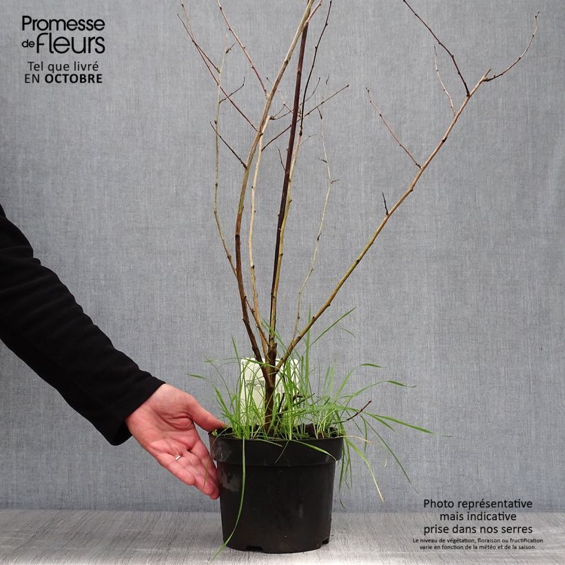 Exemplaar van Rubus tridel Benenden - Sierbraam Pot van 3 l/4 l zoals geleverd in de herfst