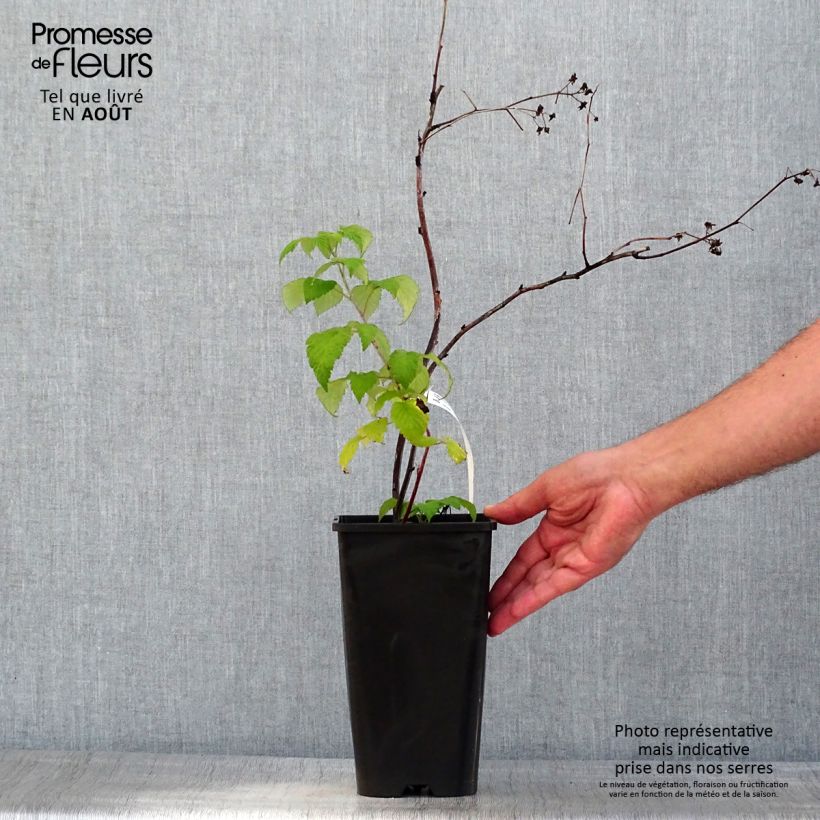 Exemplaar van Framboos Glen Coe Pot van 2 l/3 l zoals geleverd in de zomer