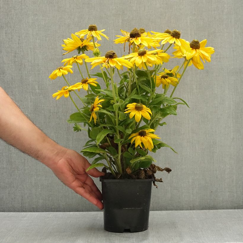Exemplaar van Rudbeckia Sunbeckia Ophelia - Zonnehoed Pot van 2 l/3 l zoals geleverd in de zomer