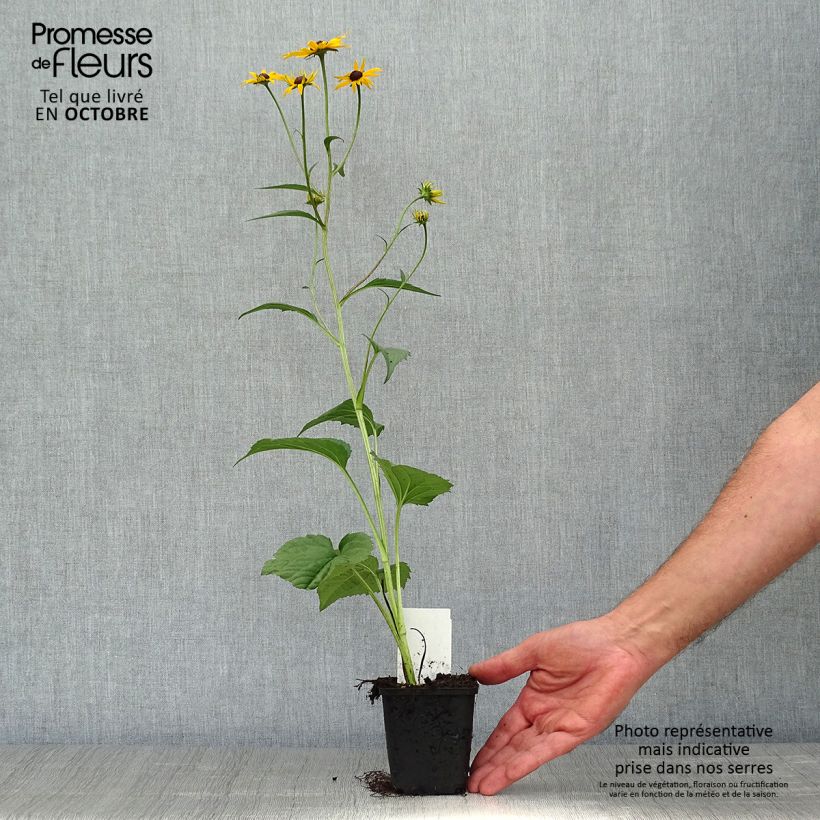Exemplaar van Rudbeckia fulgida Early Bird Gold - Zonnehoed Kweekpotje van 8/9 cm zoals geleverd in de herfst