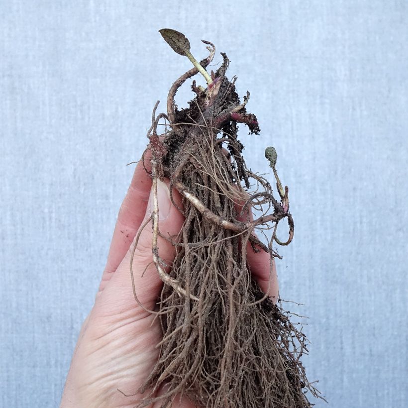 Example of Rudbeckia fulgida Goldsturm - Zonnehoed Naakte wortel as you get in hiver