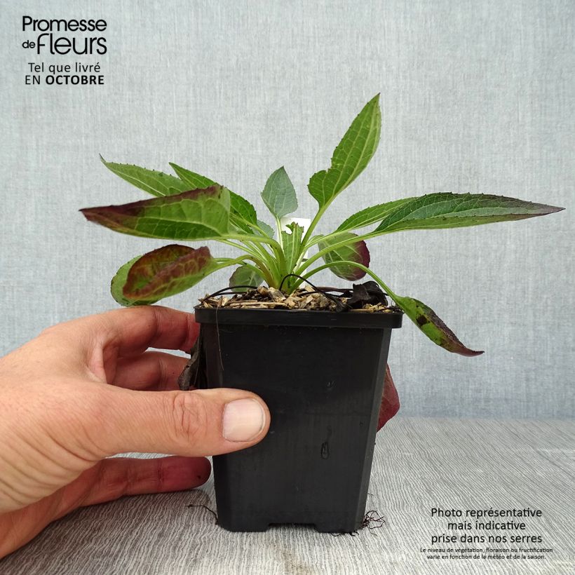 Exemplaar van Rudbeckia fulgida Little Goldstar - Zonnehoed Kweekpotje van 8/9 cm zoals geleverd in de herfst