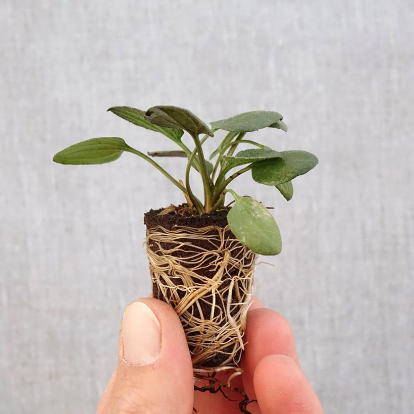 Exemplaar van Rudbeckia fulgida Little Goldstar - Zonnehoed Mini-mot Ø 3/4 cm zoals geleverd in de lente