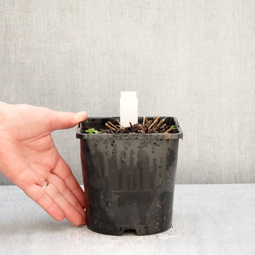 Exemplaar van Rudbeckia fulgida Little Goldstar - Zonnehoed Pot van 2 l/3 l zoals geleverd in de winter