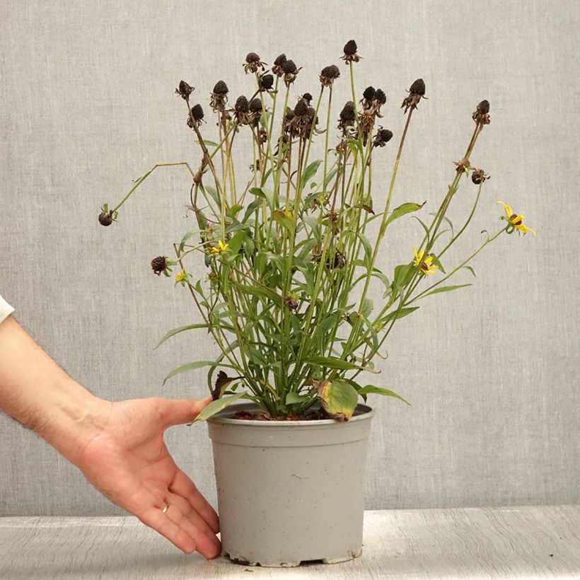 Exemplaar van Rudbeckia fulgida Little Goldstar Pot de 3L/4L zoals geleverd in de herfst
