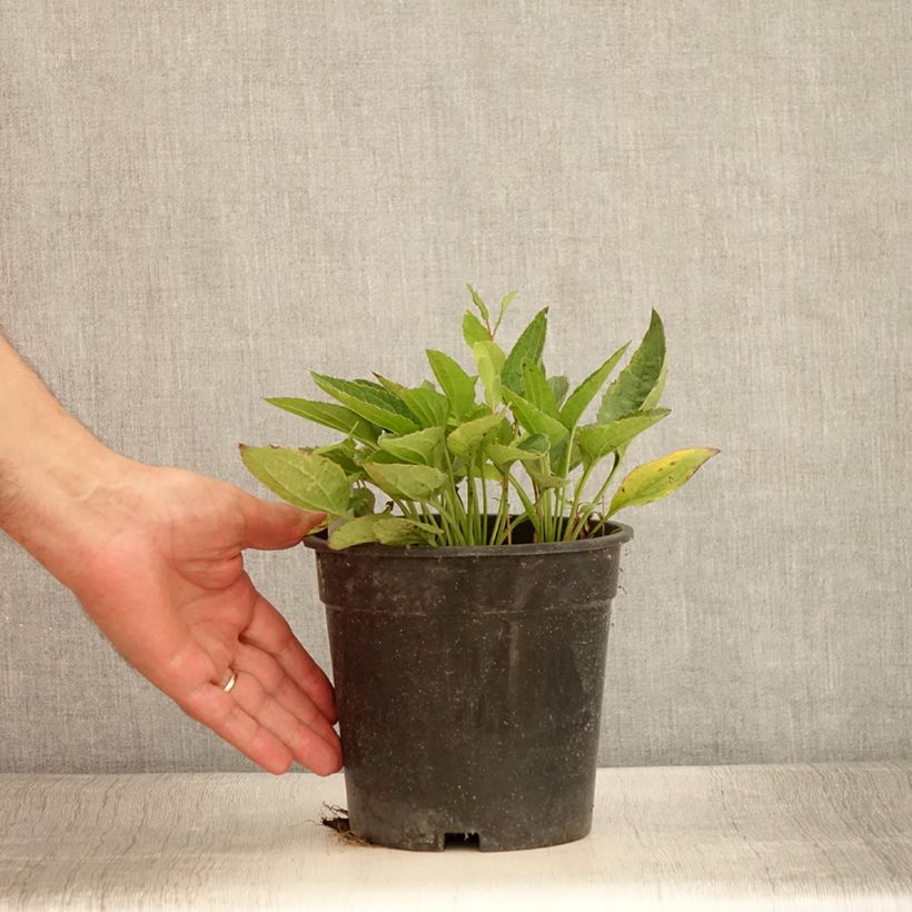 Exemplaar van Rudbeckia fulgida var. sullivantii Pot of Gold - Zonnehoed Pot van 2 l/3 l zoals geleverd in de zomer