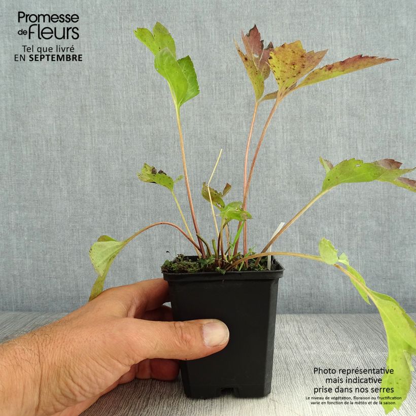 Exemplaar van Rudbeckia laciniata Goldquelle - Slipbladige rudbeckia Kweekpotje van 8/9 cm zoals geleverd in de zomer