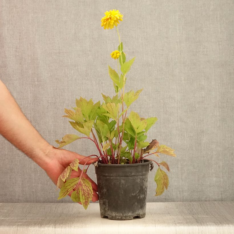 Exemplaar van Rudbeckia laciniata Goldquelle - Slipbladige rudbeckia Pot van 2 l/3 l zoals geleverd in de zomer