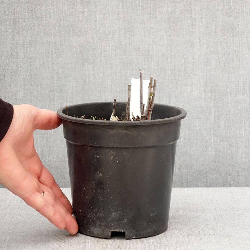 Exemplaar van Rudbeckia laciniata Goldquelle - Slipbladige rudbeckia Pot van 2 l/3 l zoals geleverd in de lente