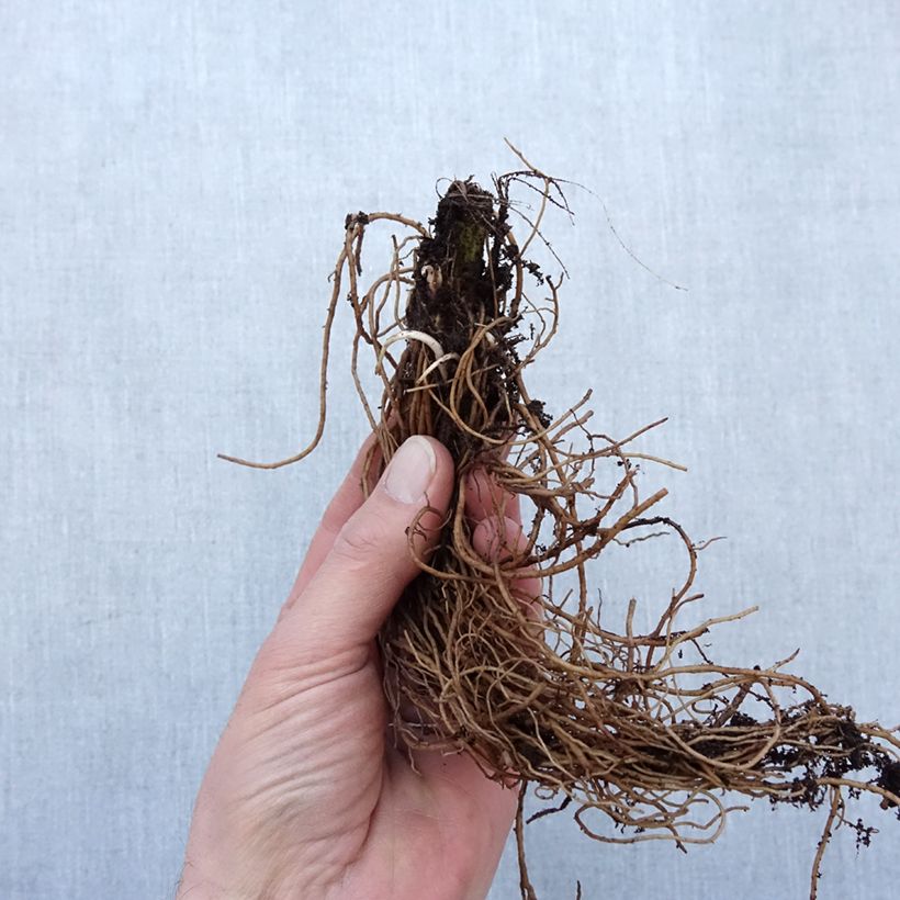 Exemplaar van Rudbeckia laciniata Goldquelle - Slipbladige rudbeckia Naakte wortel zoals geleverd in de winter