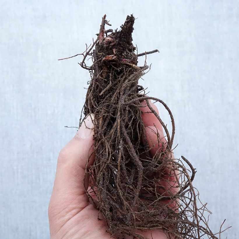 Exemplaar van Rudbeckia nitida Herbstsonne - Zonnehoed Naakte wortel zoals geleverd in de winter