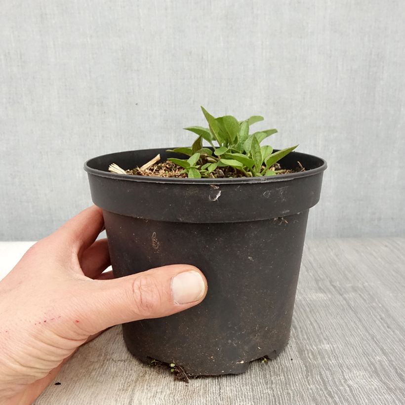 Exemplaar van Rudbeckia Green Wizard - Zonnehoed Pot van 2 l/3 l zoals geleverd in de lente