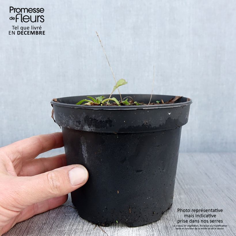 Exemplaar van Rudbeckia occidentalis Green Wizard Pot de 2L/3L zoals geleverd in de herfst