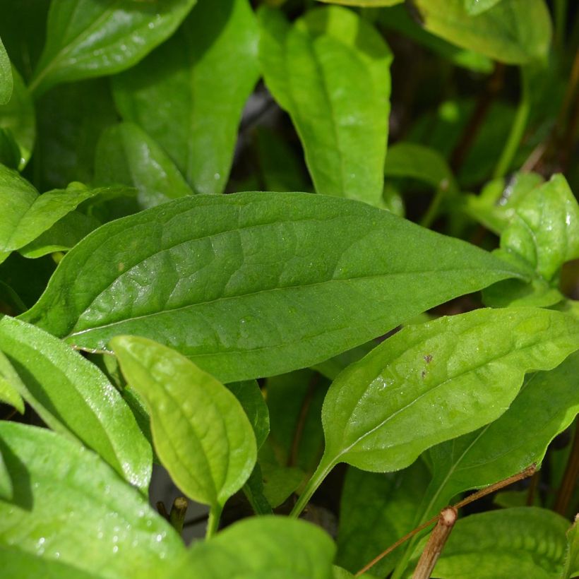 Echinacea purpurea Sundown - Rode zonnehoed (Blad)