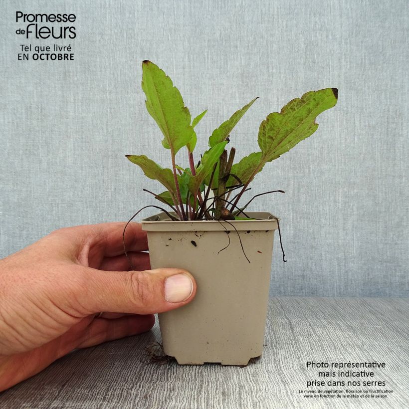 Exemplaar van Rudbeckia triloba - Zonnehoed Kweekpotje van 8/9 cm zoals geleverd in de herfst