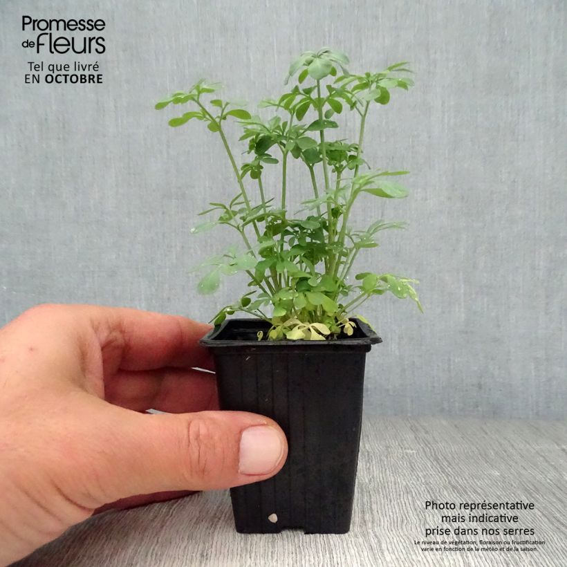 Exemplaar van Wijnruit - Ruta graveolens Kweekpotje van 7/8 cm zoals geleverd in de herfst