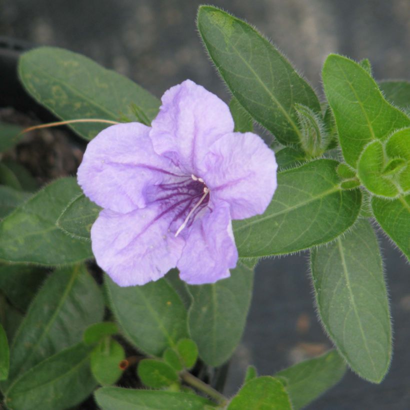 Ruellia humilis - Wilde petunia (Bloei)