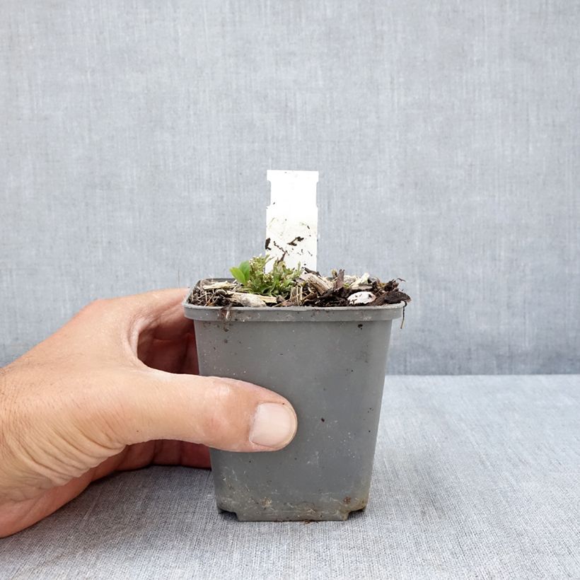 Exemplaar van Ruellia humilis - Wilde petunia Kweekpotje van 8/9 cm zoals geleverd in de zomer