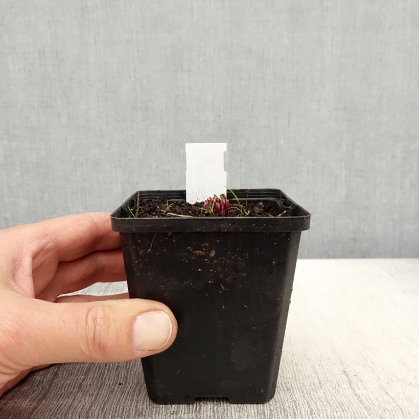 Exemplaar van Ruellia humilis - Wilde petunia Kweekpotje van 8/9 cm zoals geleverd in de lente