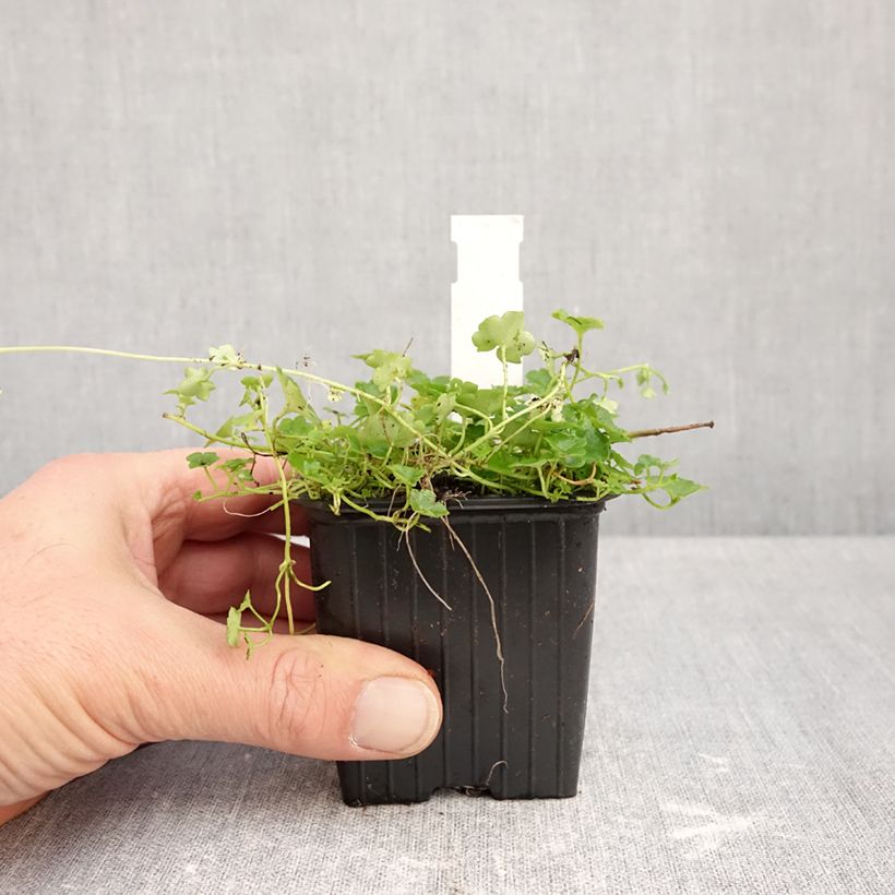Exemplaar van Cymbalaria muralis Alba - Muurleeuwenbek Kweekpotje van 8/9 cm zoals geleverd in de herfst