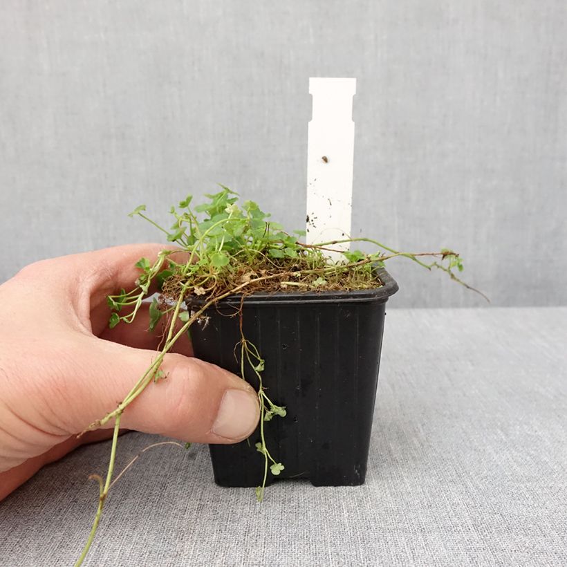 Exemplaar van Ruine de Rome blanche - Cymbalaria muralis Alba Godet de 8/9 cm zoals geleverd in de winter