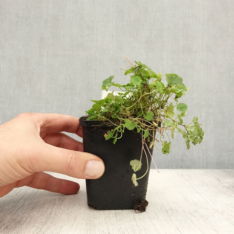 Exemplaar van Ruine de Rome - Cymbalaria muralis Godet de 8/9 cm zoals geleverd in de herfst