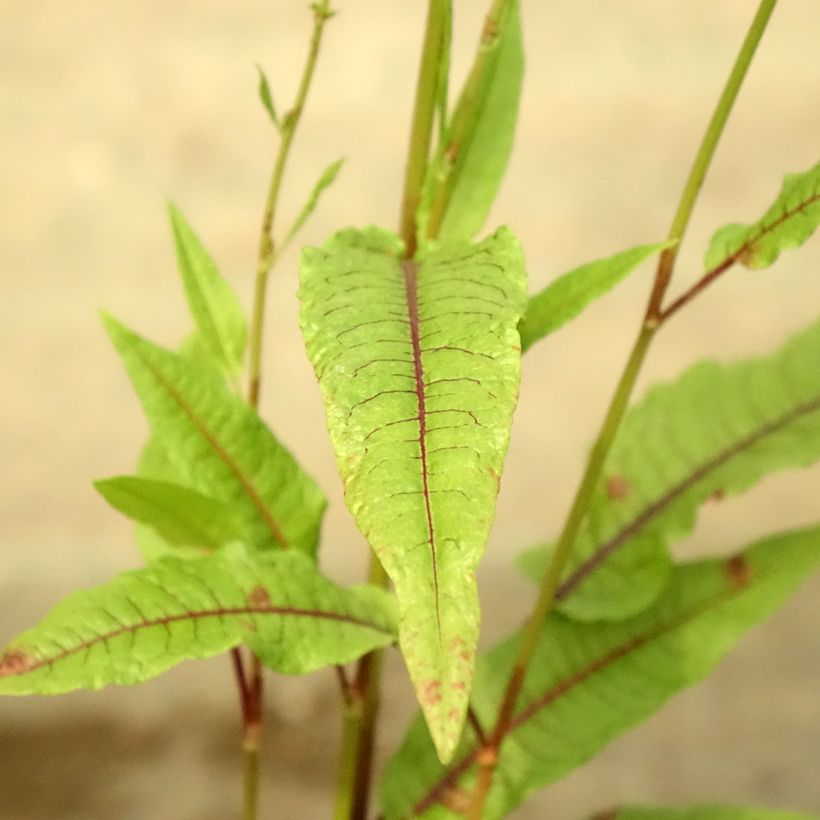 Rumex sauvignea - Oeverzuring (Blad)