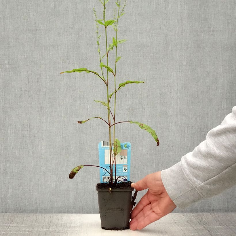 Exemplaar van Rumex sauvignea - Oeverzuring Kweekpotje van 8/9 cm zoals geleverd in de zomer
