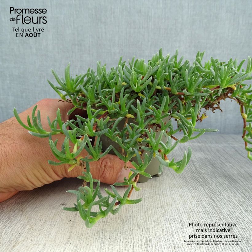 Exemplaar van Ruschia prostrata Kweekpotje van 8/9 cm zoals geleverd in de zomer