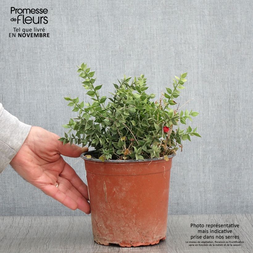Exemplaar van Ruscus aculeatus - Stekelmuisdoorn Pot van 2 l/3 l zoals geleverd in de herfst
