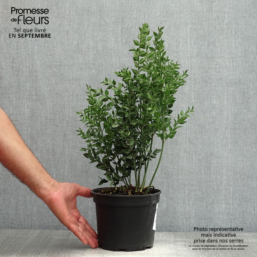 Exemplaar van Ruscus aculeatus - Stekelmuisdoorn Pot van 2 l/3 l zoals geleverd in de zomer