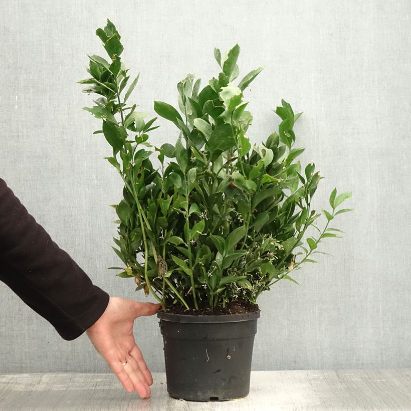 Exemplaar van Ruscus hypoglossum - Muizendoorn Pot van 3 l/4 l zoals geleverd in de herfst