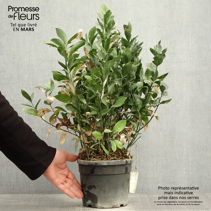 Exemplaar van Ruscus hypoglossum - Muizendoorn Pot van 3 l/4 l zoals geleverd in de lente