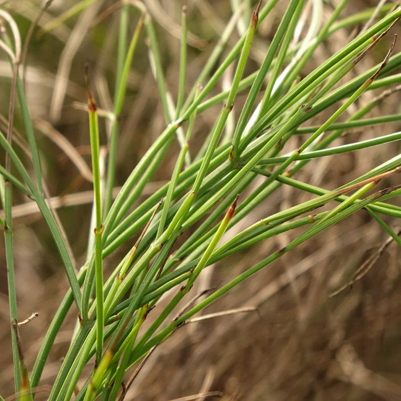 Russelia equisetiformis - Vuurwerkplant (Blad)